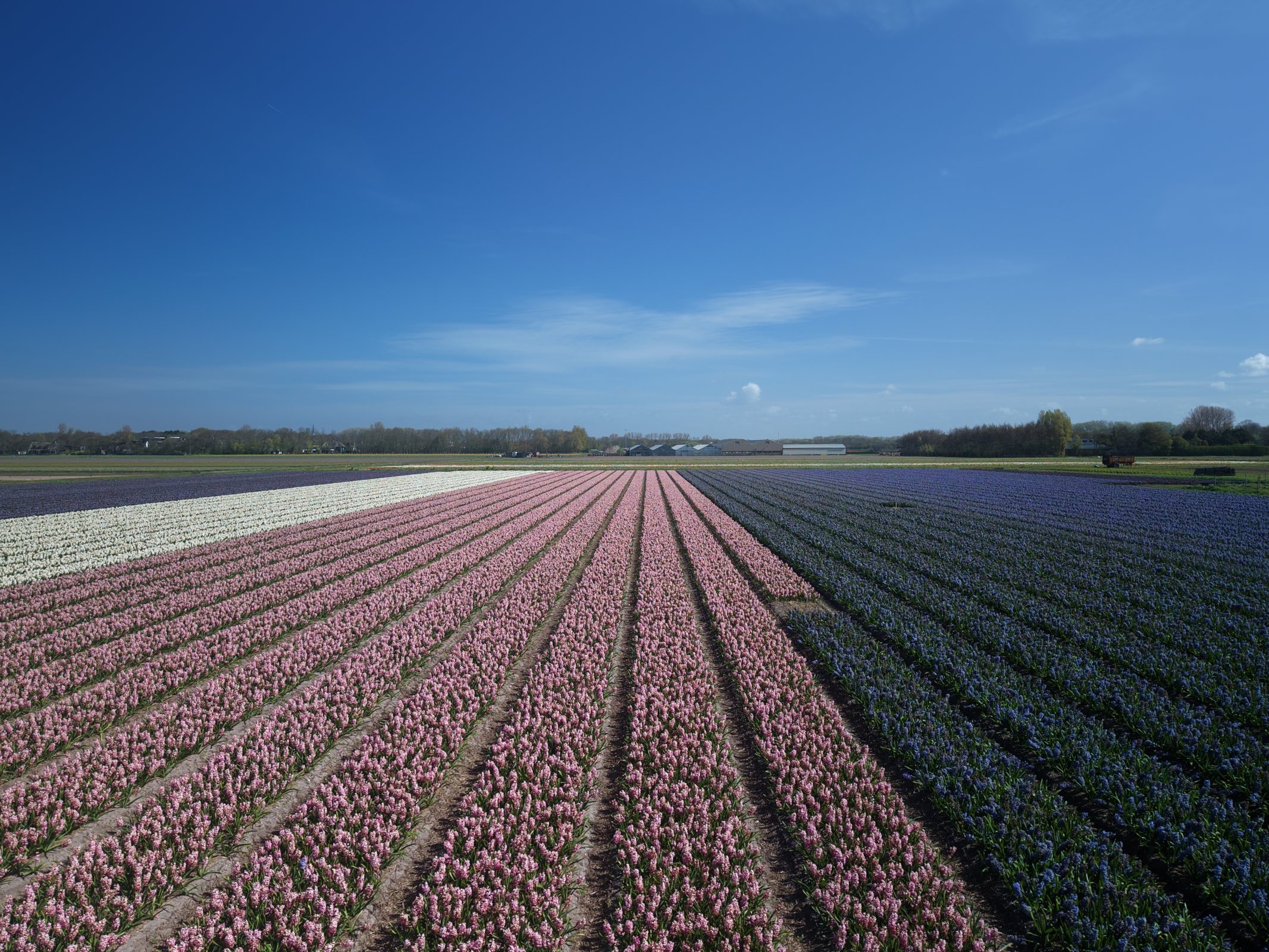 Dronefoto van roze, witte en paarse bollenvelden onder een blauwe lucht
